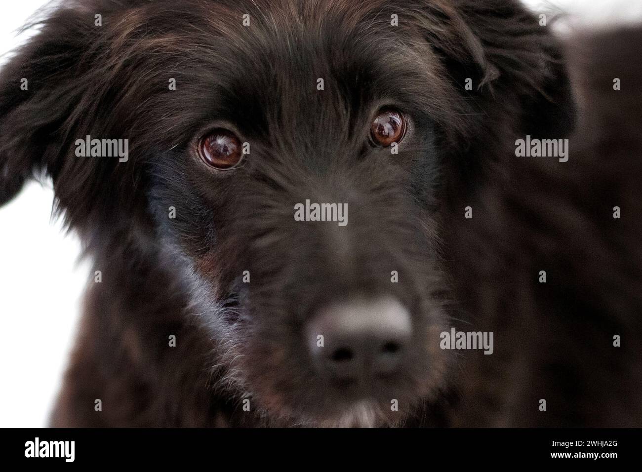 Schwarzer Hund Welpe Kreuzrasse, Porträt Nahaufnahme Stockfoto