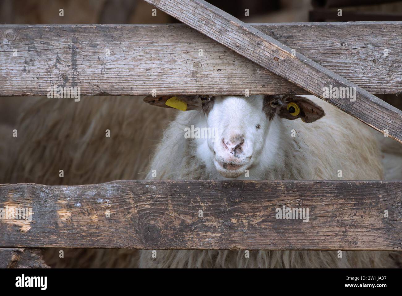 Neugierige Schafe, die durch den hölzernen Zaun schauen Stockfoto