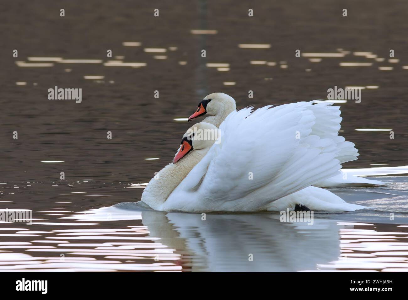 Stumme Schwäne schwimmen auf dem Teich (Cygnus olor); Wildvögel zeigen Paarungsverhalten Stockfoto