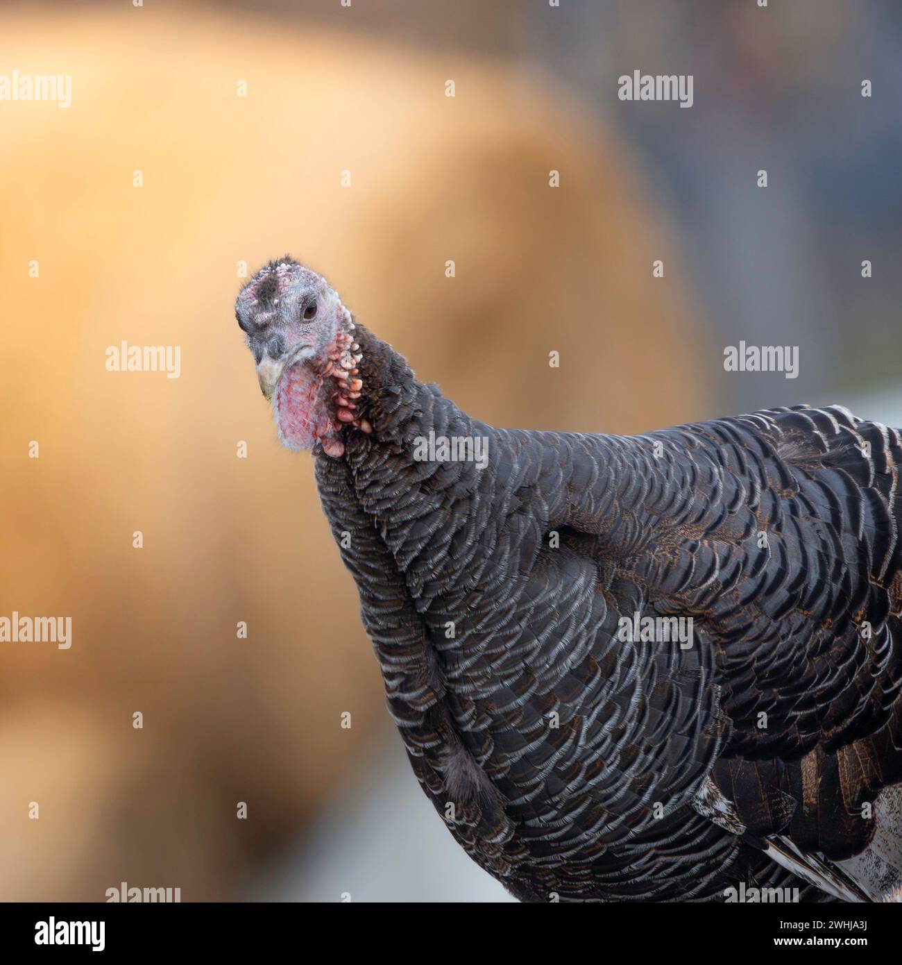 Porträt des neugierigen truthahns, Bild auf einem Bauernhof (Meleagris gallopavo) Stockfoto