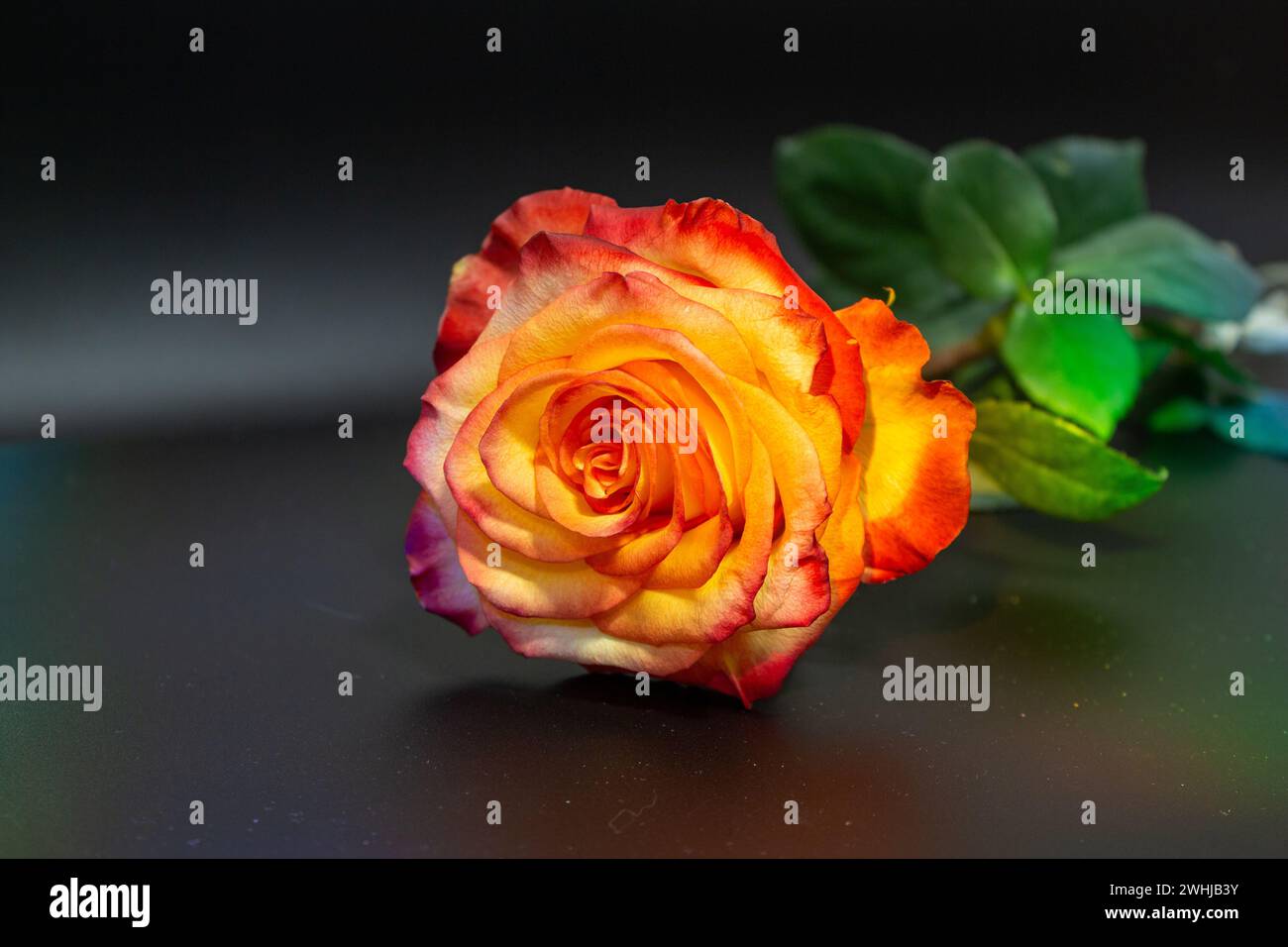 Orange Rose auf schwarzem Hintergrund Stockfoto