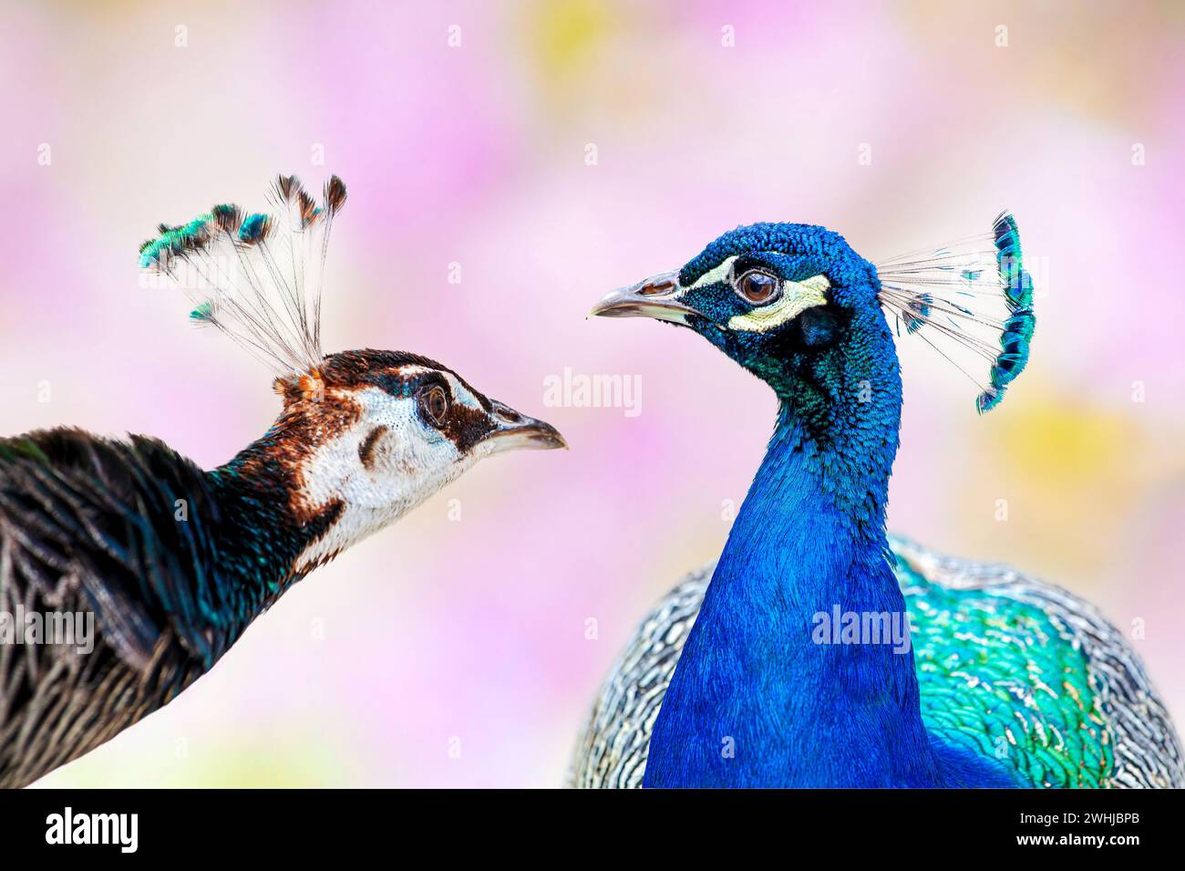 Porträt eines männlichen und einer weiblichen indischen Pfauze, Pavo cristatus, Pfau. Pfauen - Pfauze isoliert Stockfoto