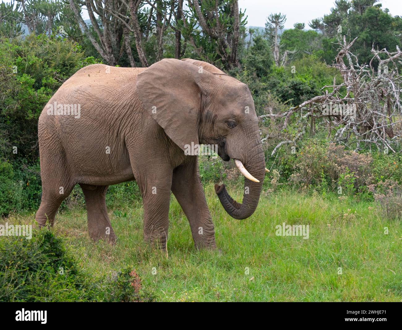 Afrikanischer Elefant Loxodonta africana Kap von Südafrika Stockfoto