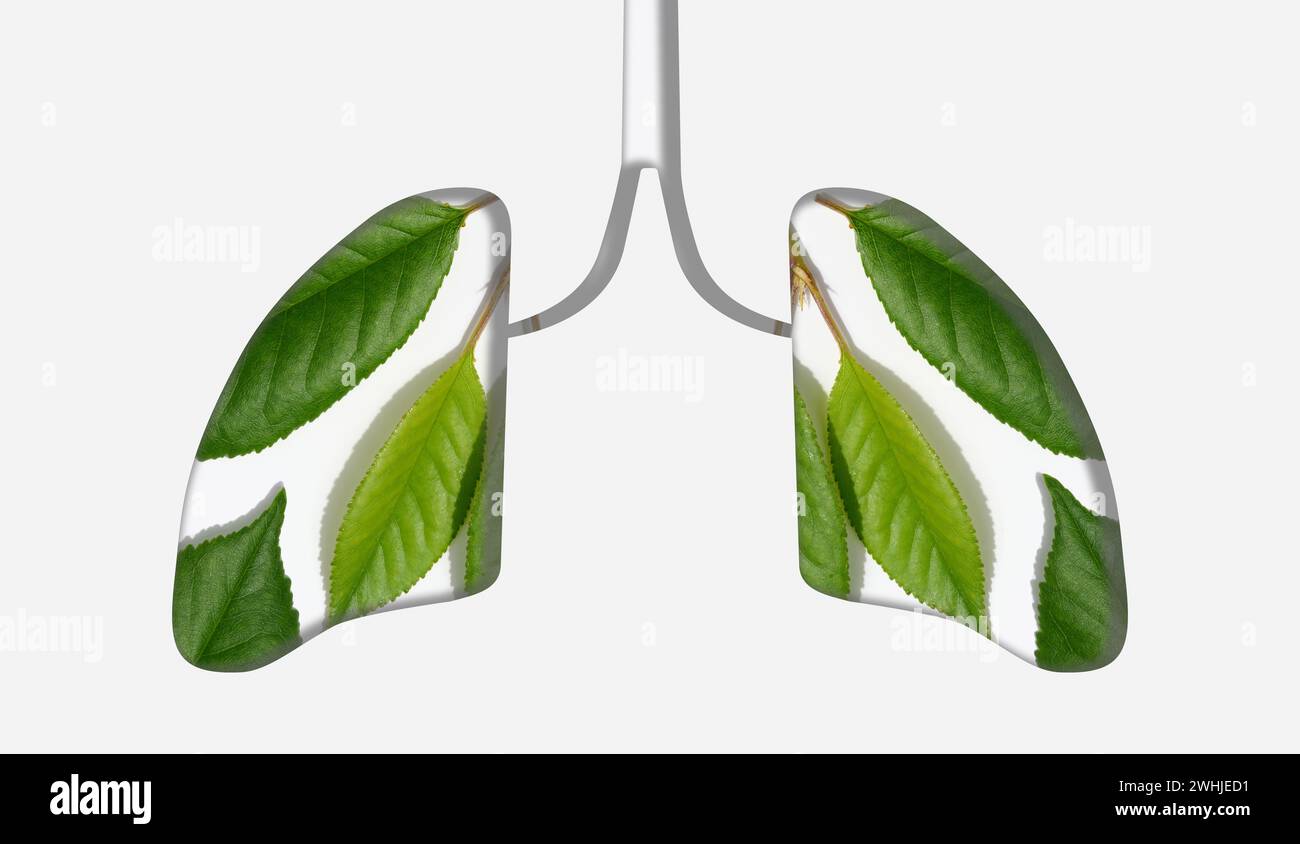 Grüne Blätter und ein ausgeschnittenes Lungenorgan. Konzept von Gesundheit, sauberer Luft und Verringerung schädlicher Emissionen in die Atmosphäre Stockfoto