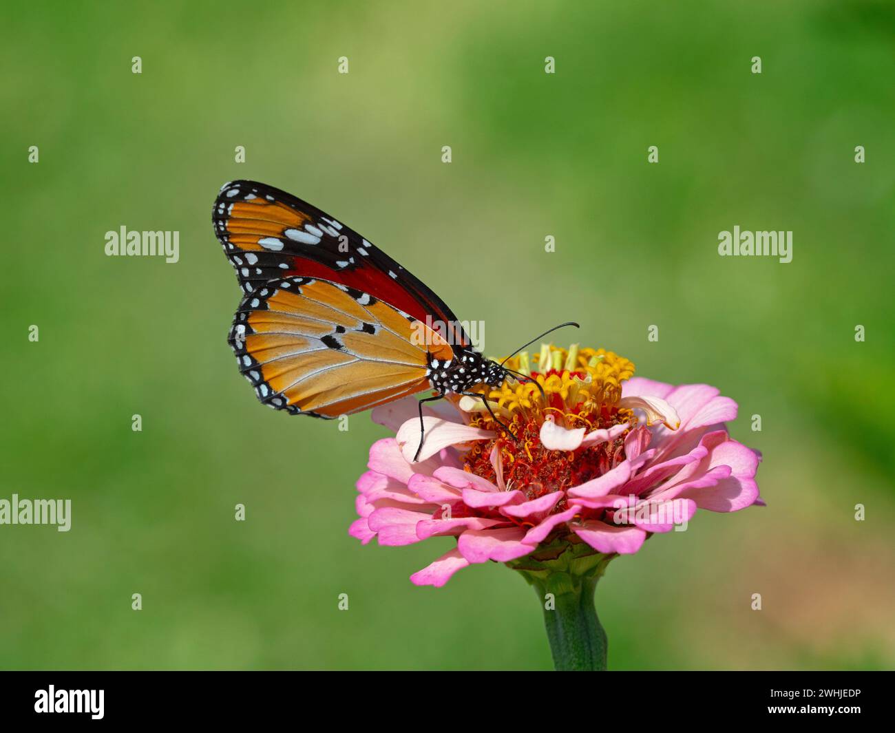 Danaus chrysippus, auch bekannt als einfacher Tiger, afrikanische Königin oder afrikanisches Monarchenkap von Südafrika Stockfoto