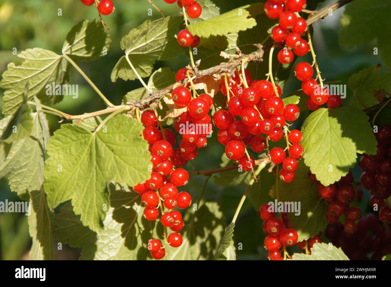 Ribes rubrum, rote Johannisbeere Stockfoto