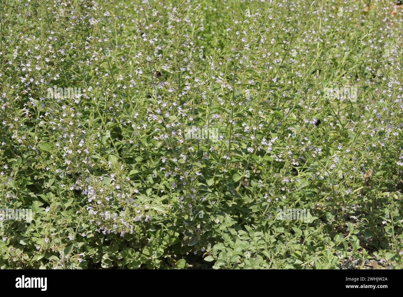 Calamintha nepeta, kleine Bergminze Stockfoto