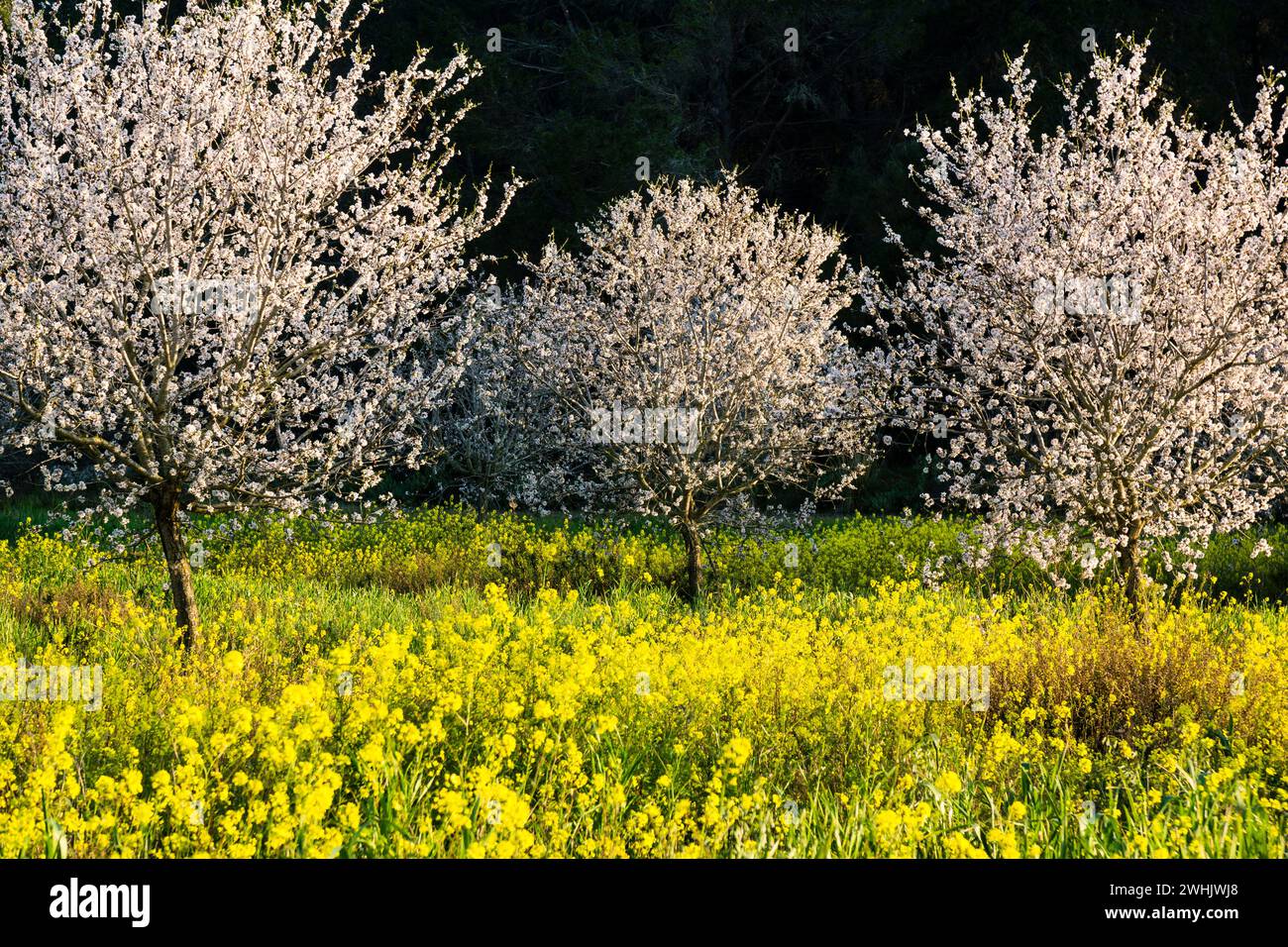 Almendros en flor en un campo de Colza Stockfoto