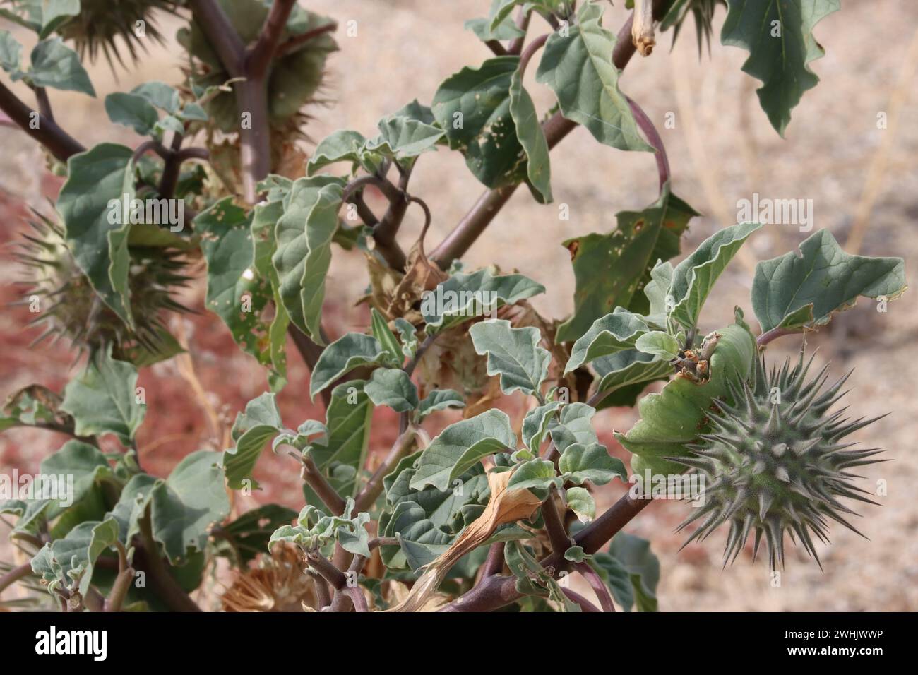 Kleine Mondblume, Datura discolor, ein einheimisches, einjähriges Kraut mit kugeldornartigen Trichomatischen Kapselfrüchten im Winter in der Borrego Valley Wüste. Stockfoto