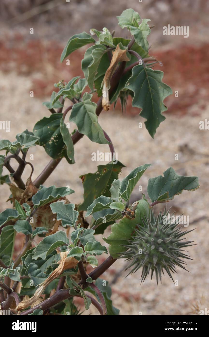 Kleine Mondblume, Datura discolor, ein einheimisches, einjähriges Kraut mit kugeldornartigen Trichomatischen Kapselfrüchten im Winter in der Borrego Valley Wüste. Stockfoto