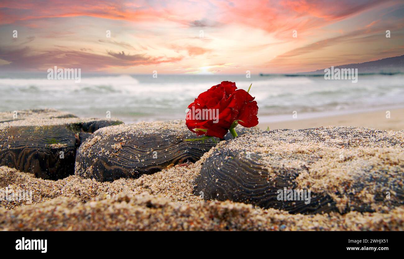 Einsame rote Rosenblume am Strand des Ozeans vor dramatischem Himmel. Begräbnis auf See. Symbol Stockfoto