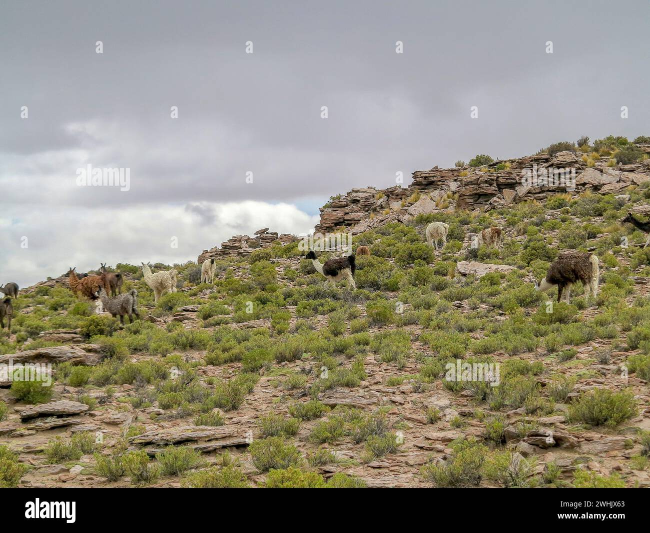Lamas und Alpakas grasen in den chilenischen Anden. Stockfoto