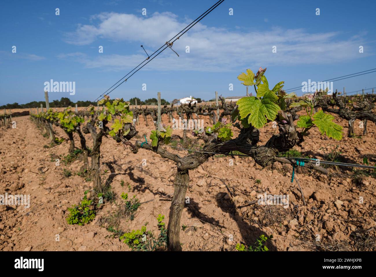 Weinberge des Weinguts Terramoll Stockfoto