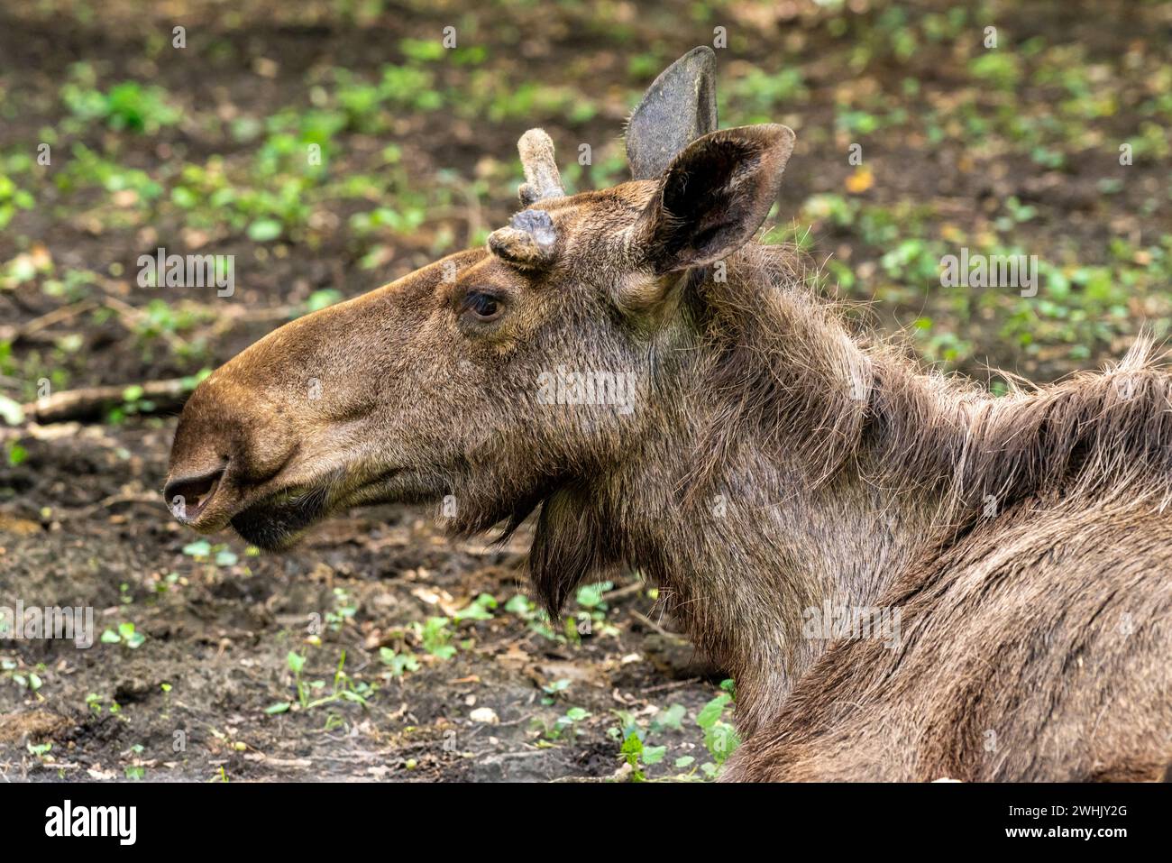 Eine Nahaufnahme eines Elchs in einem Wald Stockfoto