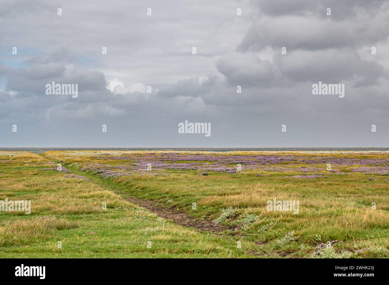 Salzwiesen Stockfoto