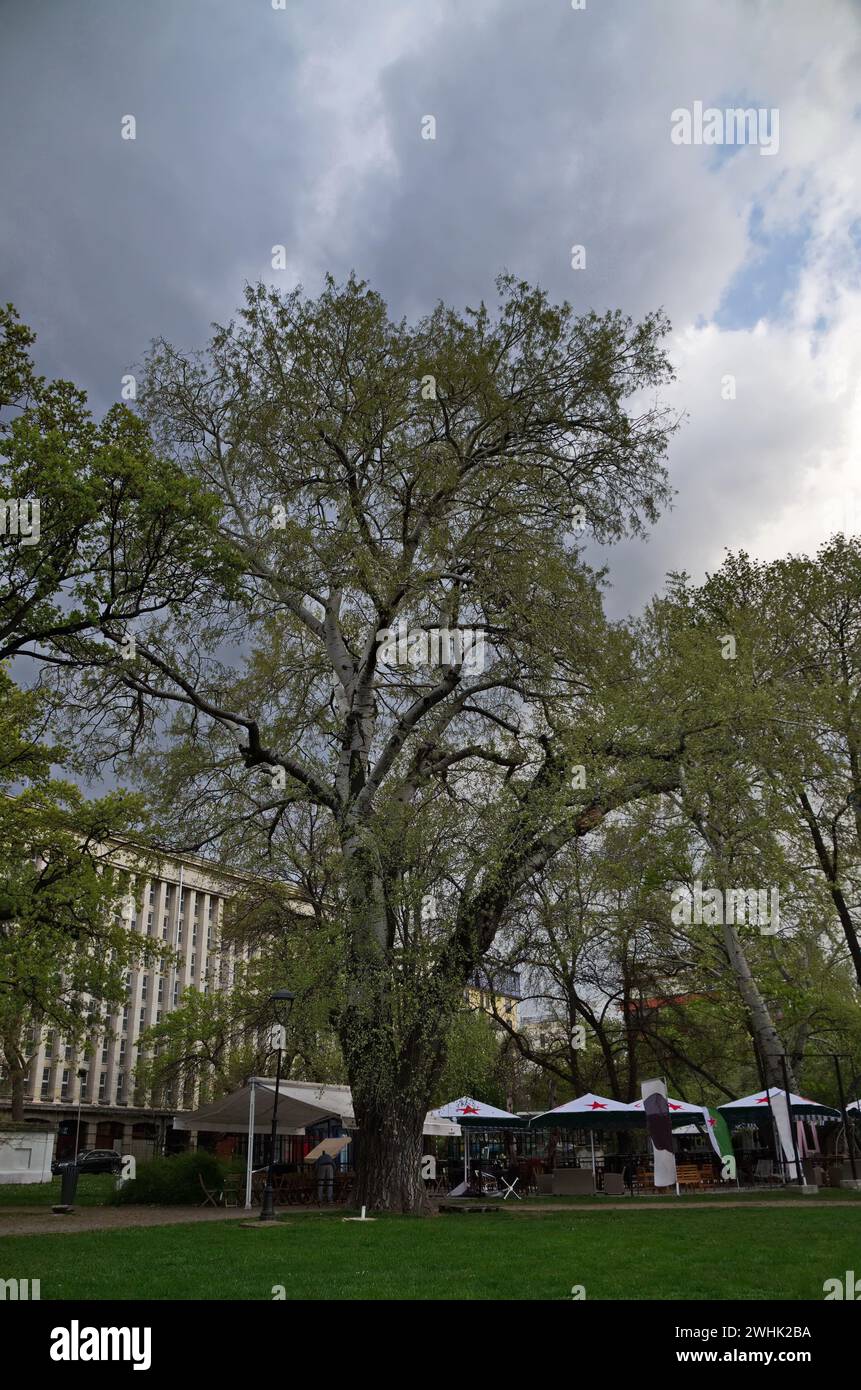Wunderschöne Landschaft mit Frühlingsgarten und großen Birken mit grünen Blättern in Sofia, Bulgarien Stockfoto