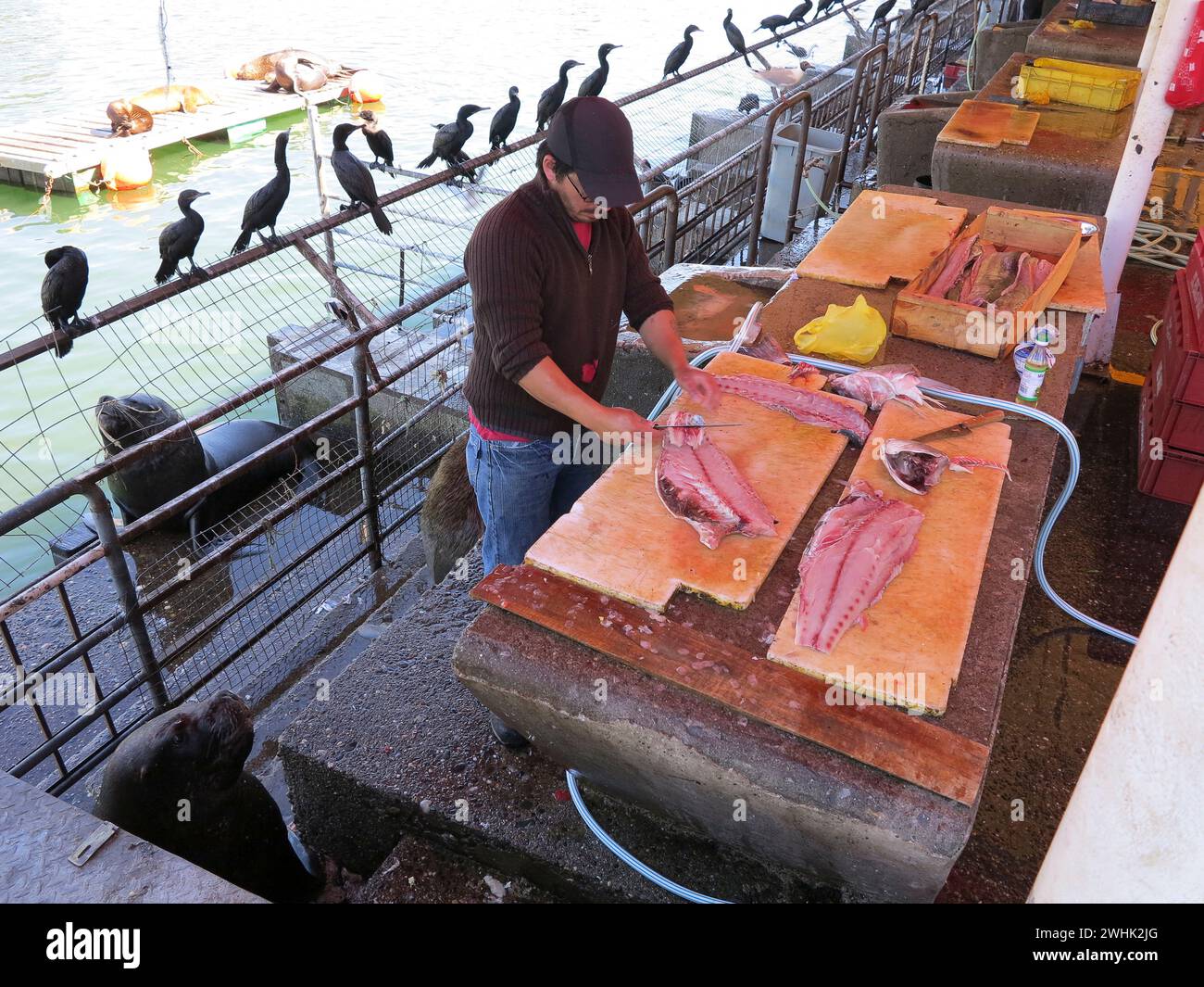 Valdivia, Chile - 24. dezember 2013 - Fischer reinigen Fische, die Seelöwen und Vögel auf dem Fischmarkt in Valdivia, Chile sehen Stockfoto