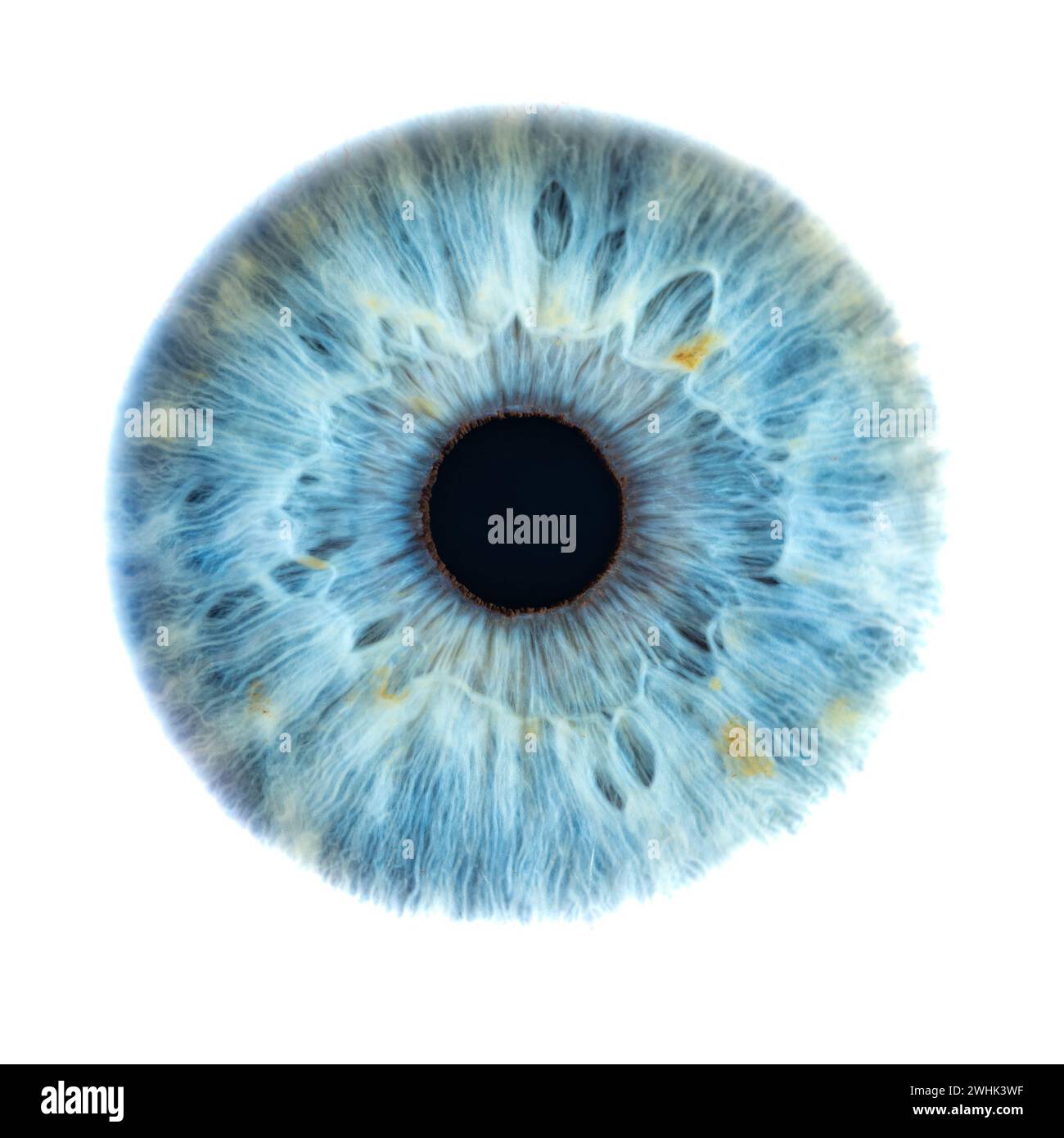 Beschreibung: Makrofoto des menschlichen Auges auf weißem Hintergrund. Nahaufnahme eines männlichen blaufarbenen Auges. Strukturelle Anatomie. Menschliche Iris Detail. Filamentes und Pi Stockfoto