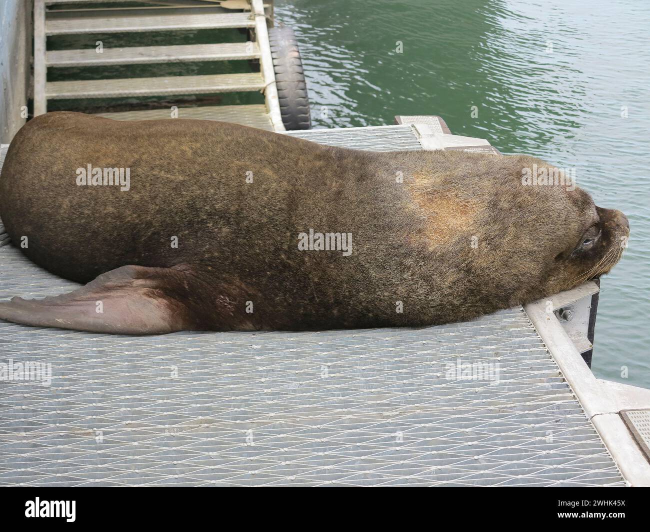 Seelöwe vor dem Fischmarkt in Valdivia, Chile Stockfoto