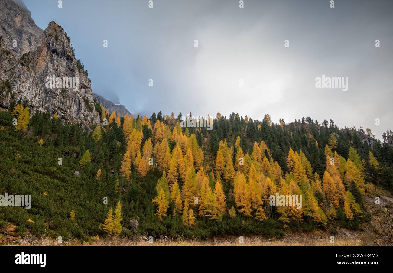 Im Herbst glühende Larche-Bäume am Rand des felsigen Berges. Herbstlandschaft im Wald. Stockfoto