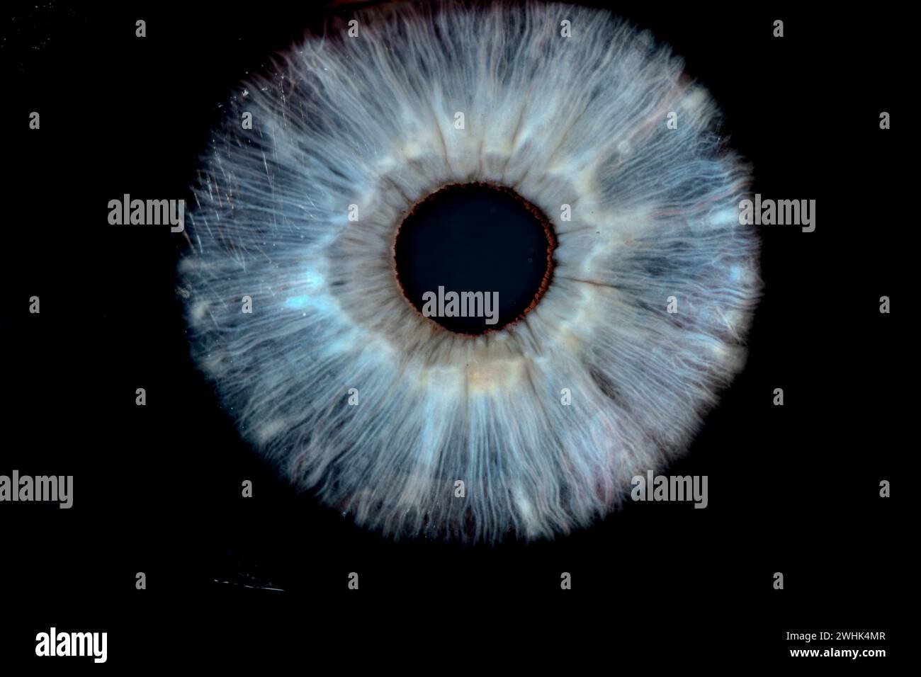 Beschreibung: Männliches Blaues Auge Mit Langen Wimpern In Nahaufnahme. Strukturelle Anatomie. Supermakro-Detail Mit Menschlicher Iris. Stockfoto