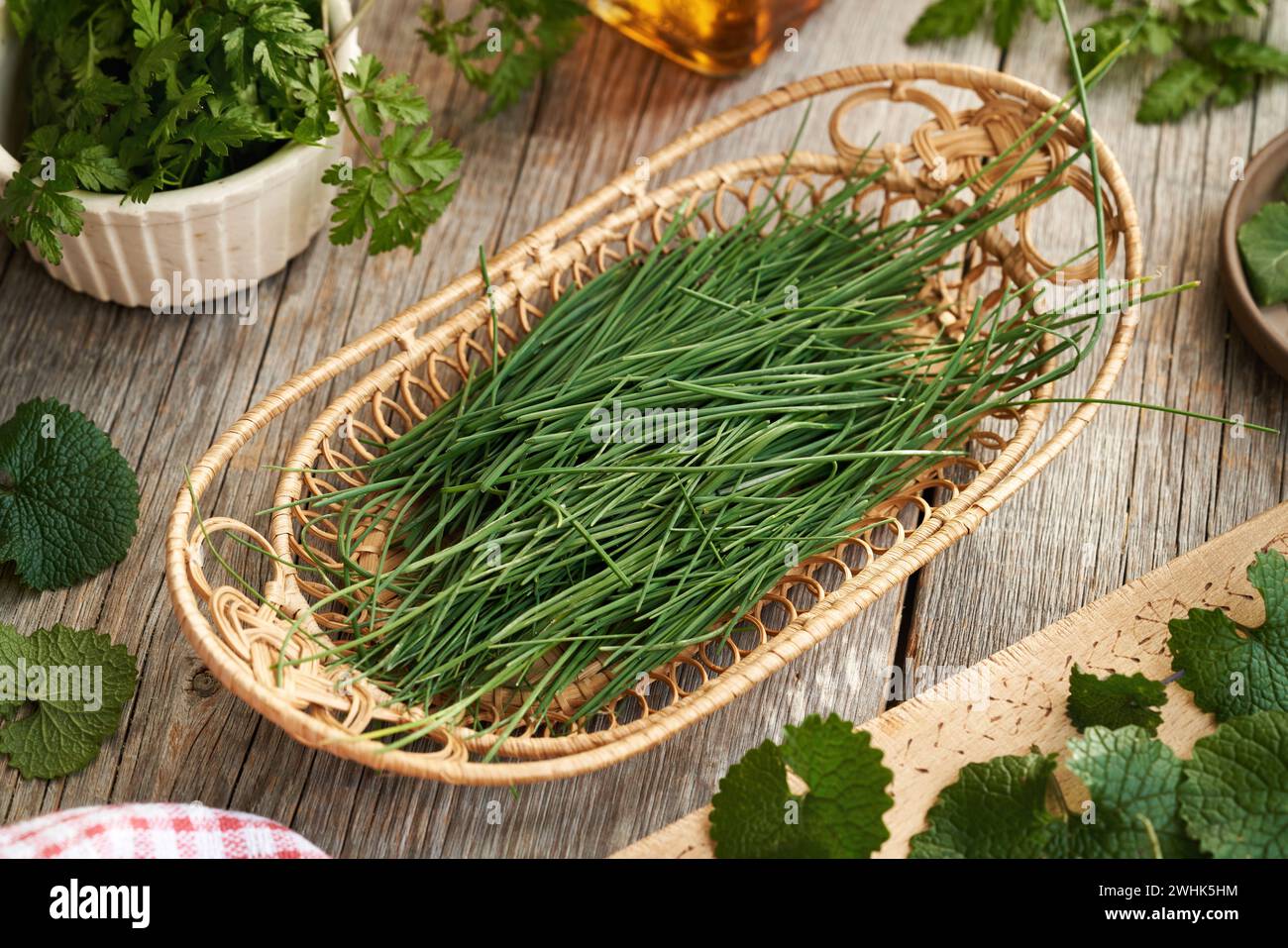 Krähen Sie Knoblauch mit anderen im Winter geernteten Wildpflanzen - KuhPetersilie und Hecke Stockfoto