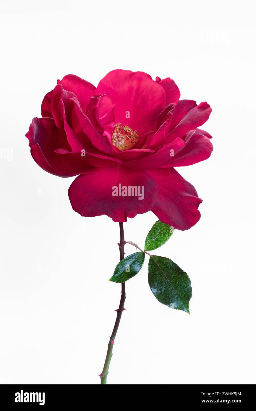 Rote Gartenrose isoliert auf weißem Hintergrund Stockfoto