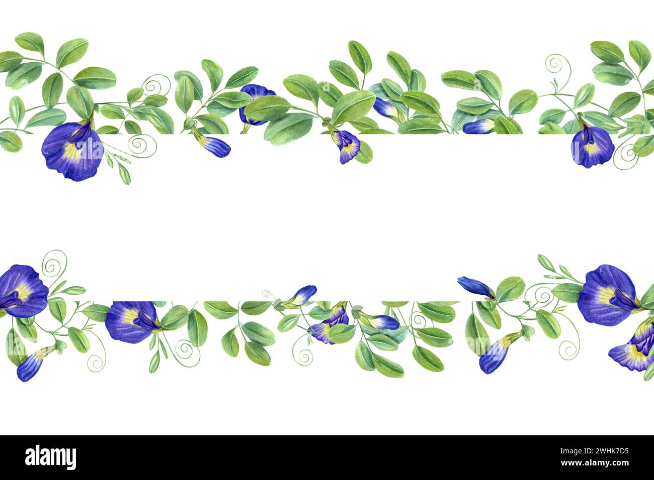 Blaue thailändische Blumen. Horizontaler Rahmen mit Textraum. Schmetterlingserbsenblüten. Tropische Pflanze, Ipomoea, klitoria ternatea, Blauelstock. Aquarell Stockfoto