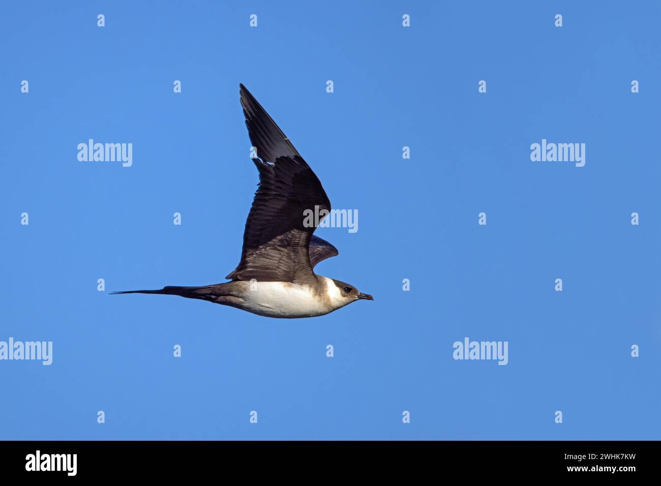 Parasitärer Skua Stockfoto