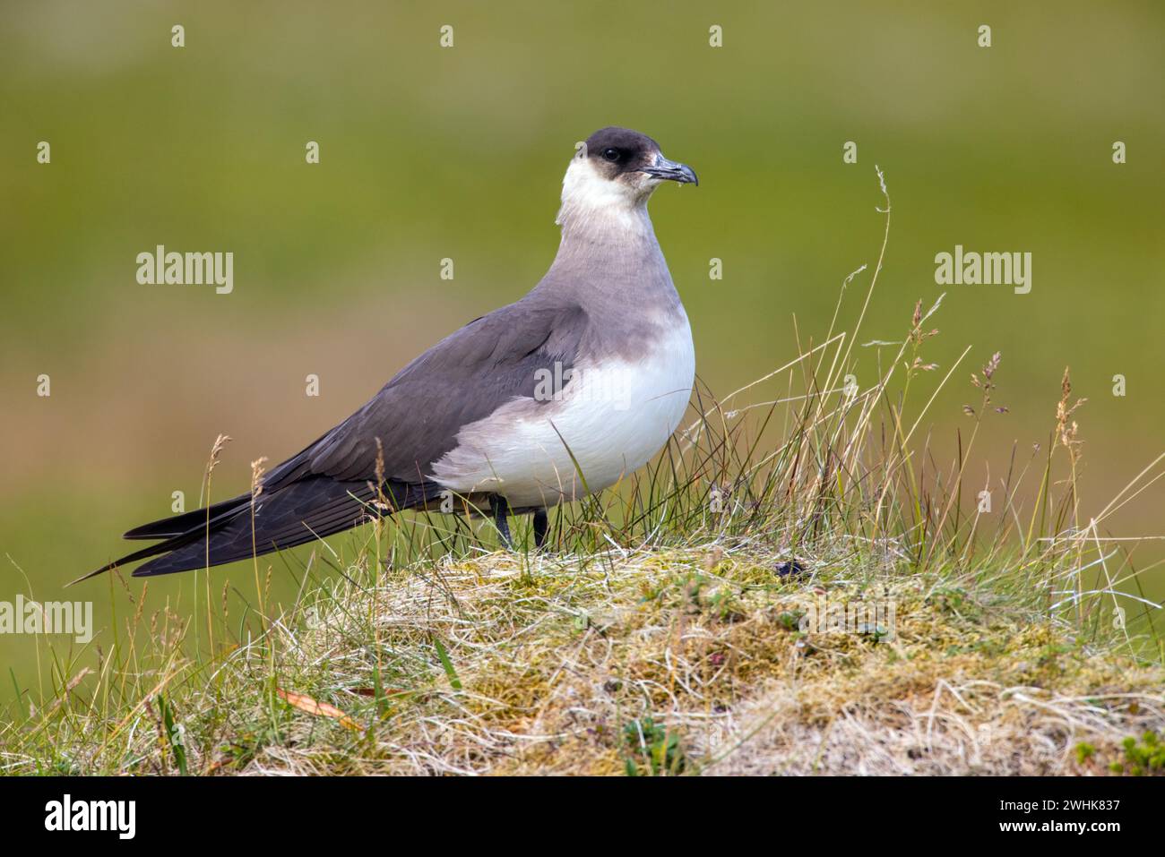 Parasitärer Skua Stockfoto