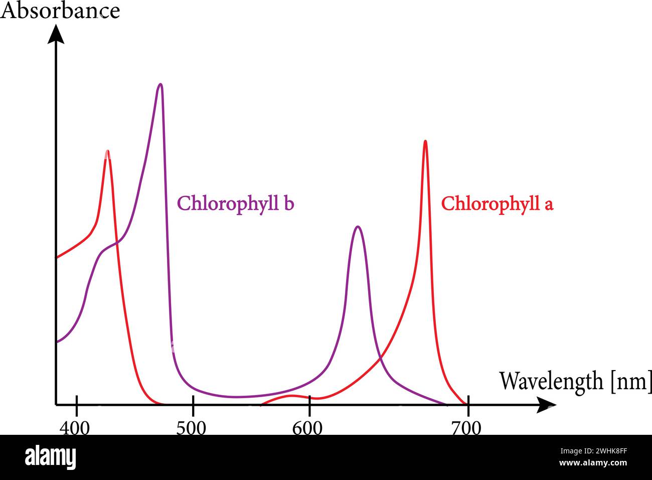 Absorptionsspektren von freiem Chlorophyll a und b in einem Lösungsmittel. Vektorillustration. Stock Vektor
