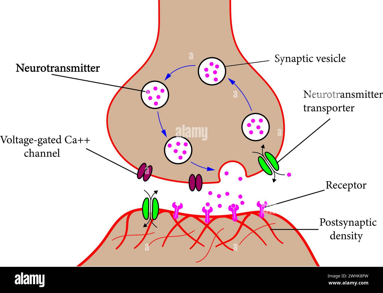 Struktur einer typischen chemischen Synapse. Vektordarstellung. Stock Vektor