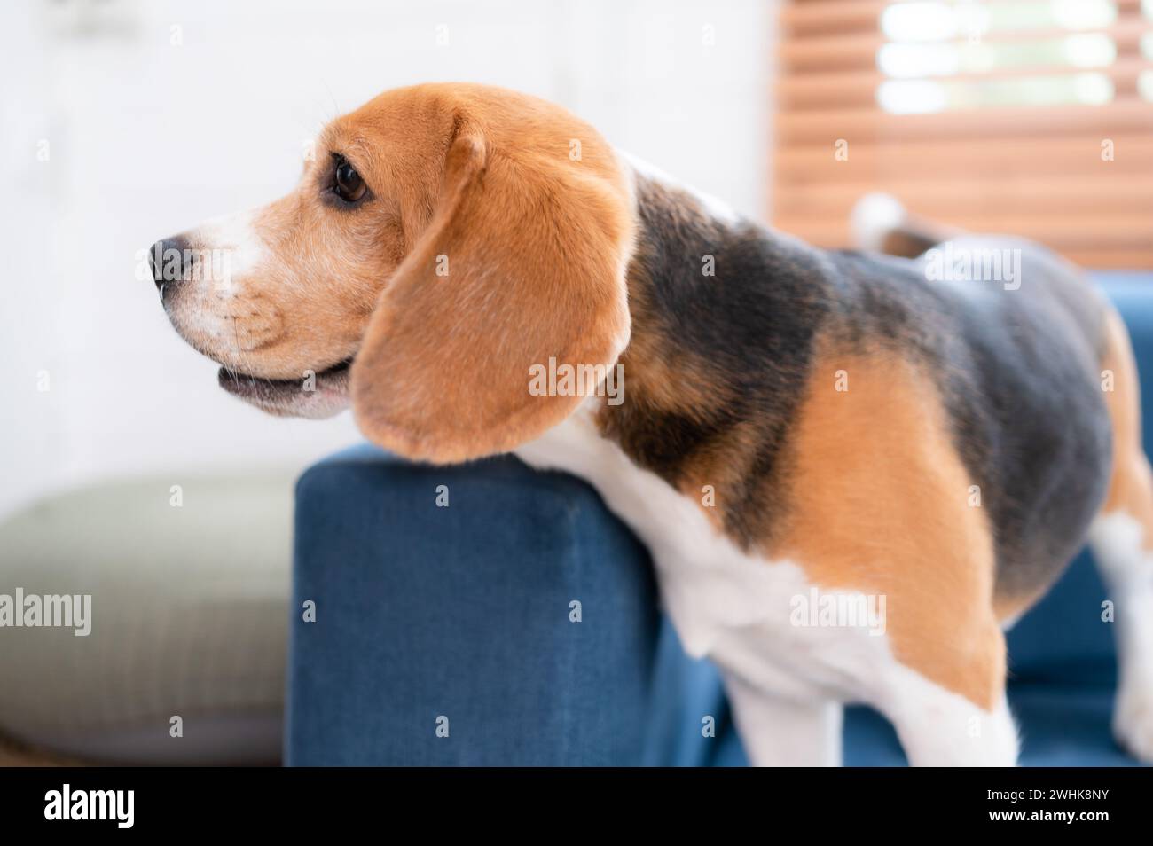 Beagle-Hunde sind intelligent, lebendig, lustig und stehen nicht still. Es gibt überströmende Niedlichkeit. Etwas stur, kann aber tra sein Stockfoto