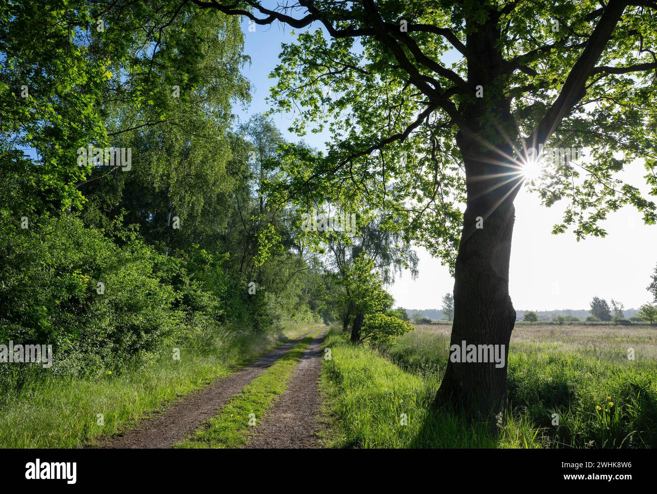 Landwirtschaftsstraße, Wald, Eiche (Quercus), Wiese, Sonnestern, Niedersachsen, Deutschland Stockfoto