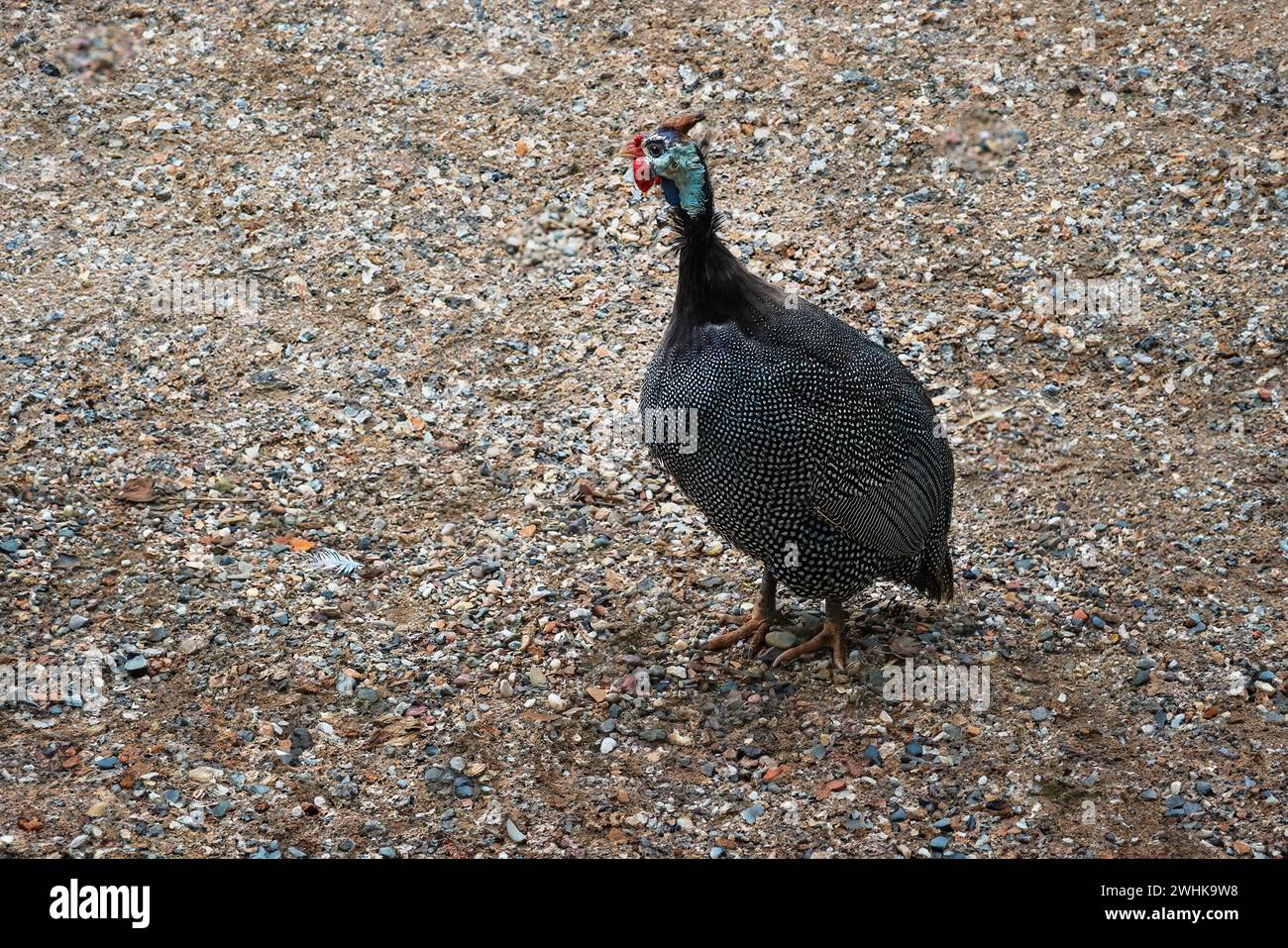 Guineafuhvogel mit Helm (Numida meleagris) Stockfoto