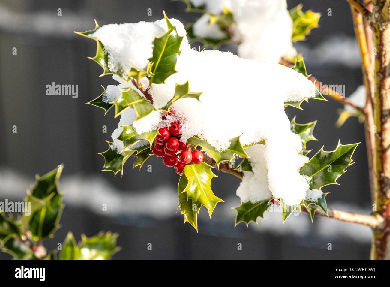 Nach Schnee und Frost bringt die Sonne die Farben der stechpalmen zum Vorschein Stockfoto