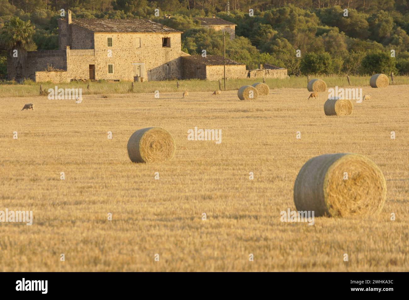 Mallorca Stockfoto