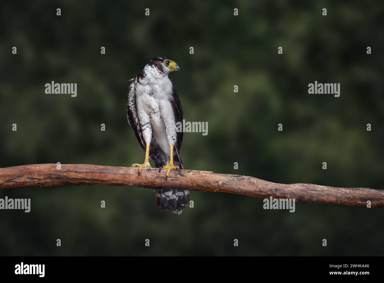 Falke mit Kragen (Micrastur semitorquatus) - Pale Morph Stockfoto