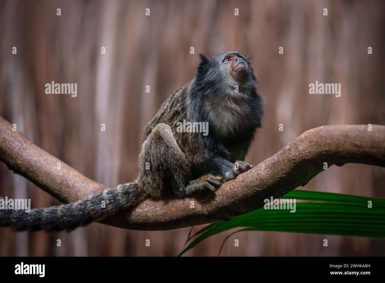 Schwarzschwanz-Marmoset (Mico melanurus) - Südamerika-Affe Stockfoto