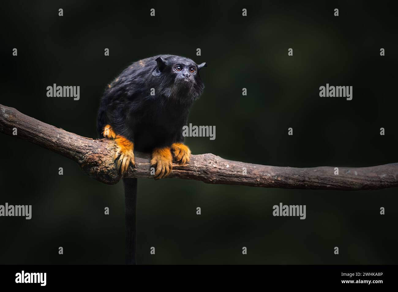 Tamarin-Affe mit goldenen Händen (Saguinus midas) Stockfoto