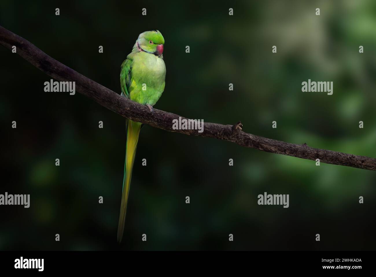 Männlicher Ringhals (Psittacula krameri) oder Rosensittich Stockfoto