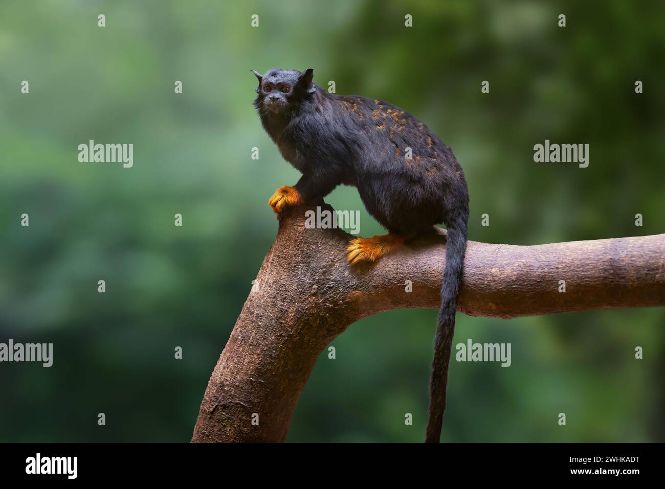 Tamarin-Affe mit goldenen Händen (Saguinus midas) Stockfoto