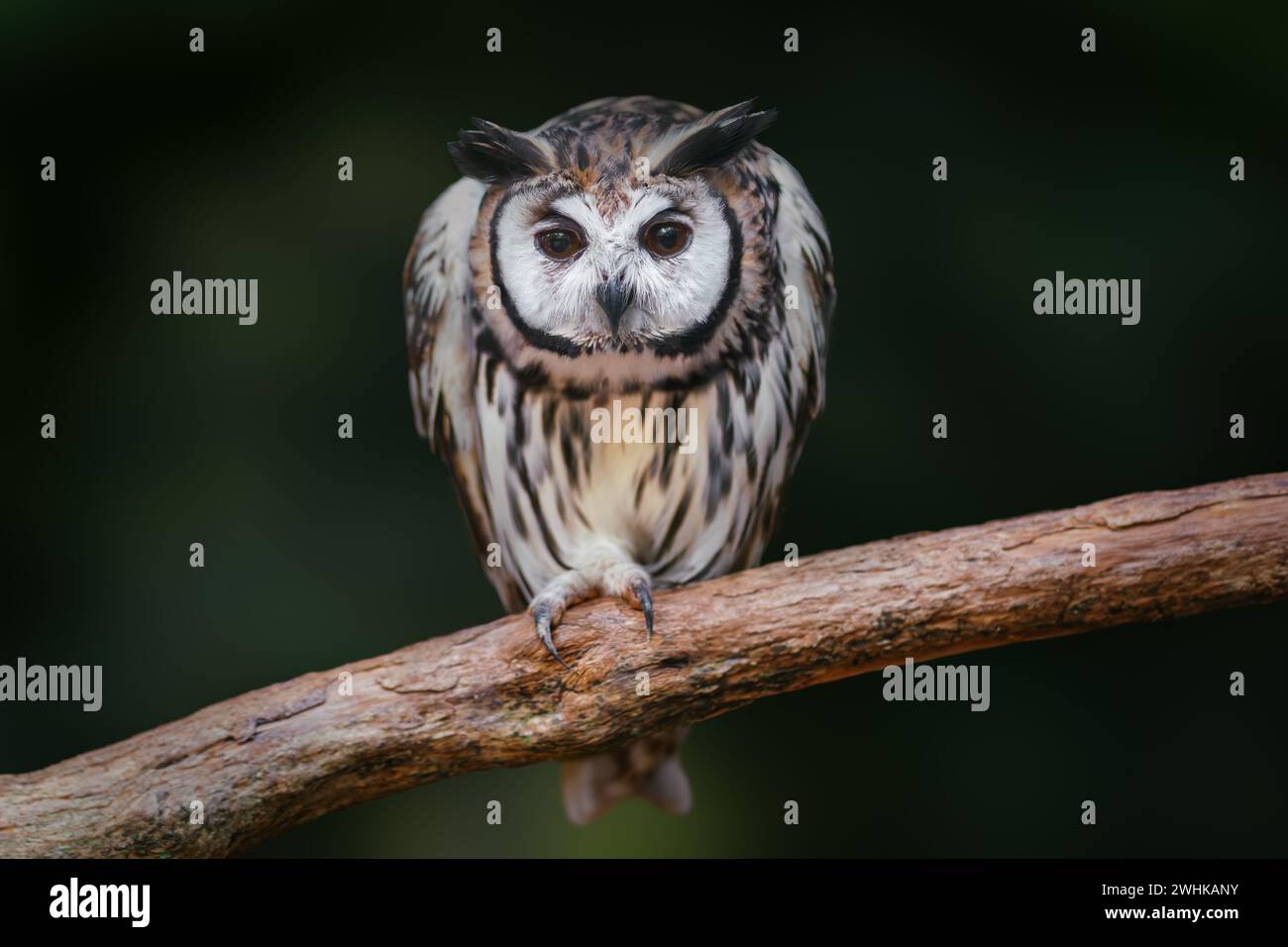 Gestreifte Eule (Asio clamator) - Greifvogel Stockfoto