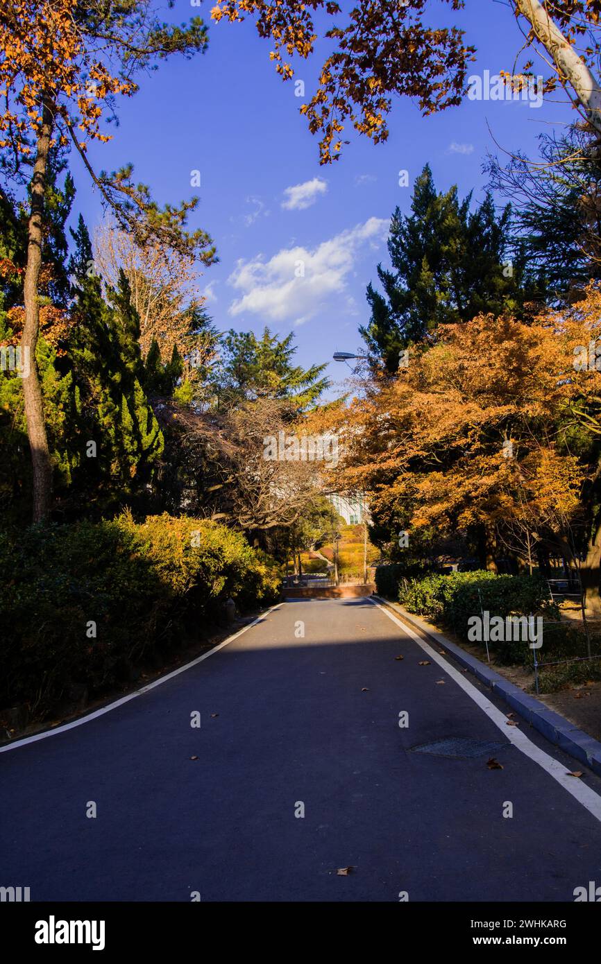 Gepflasterte Straße in einer friedlichen, parkähnlichen Umgebung mit üppigem Laub, das in der Nachmittagssonne gebadet wird Stockfoto