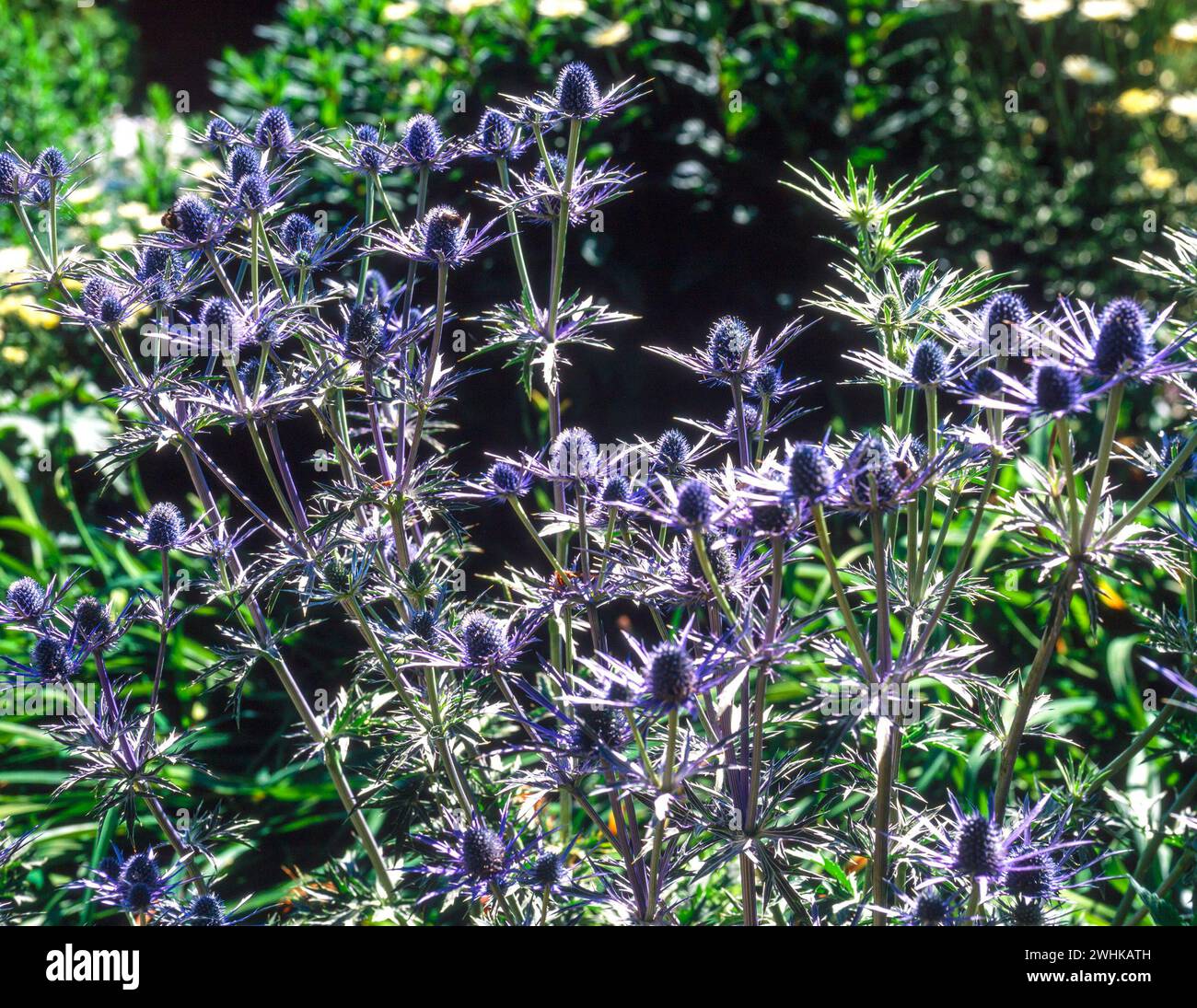 Blaues Eryngium Sea Stechpalme/Distelköpfe/Blumen in Garden Border, England, Großbritannien Stockfoto