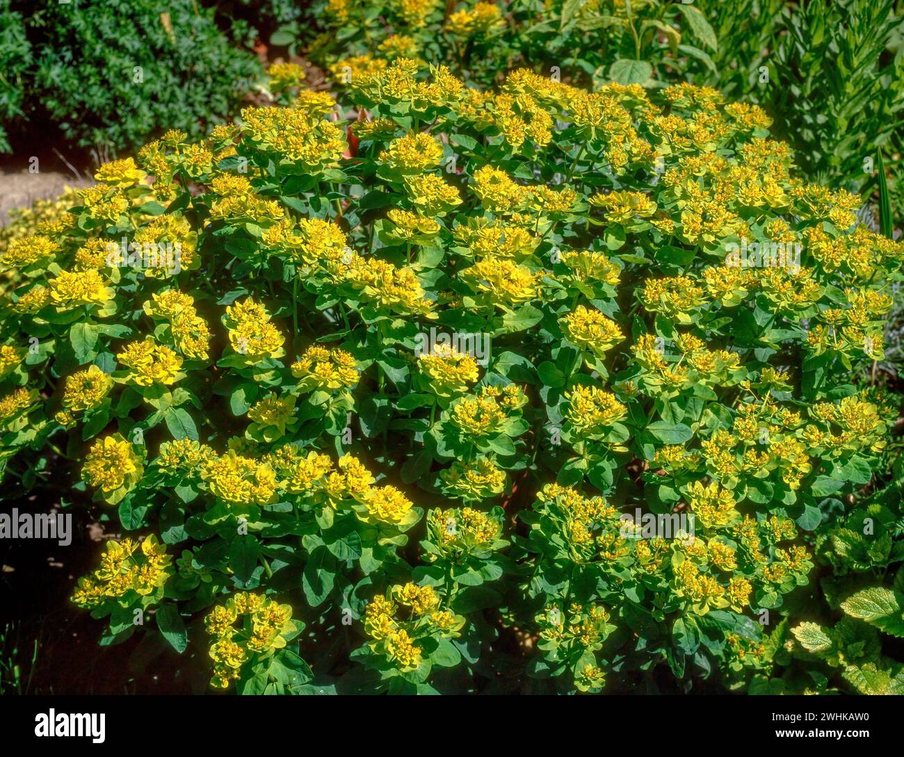 Euphorbia Polychroma (Euphorbia epithymoides) ist eine Pflanze, die in Garden Border, England, Großbritannien, wächst Stockfoto