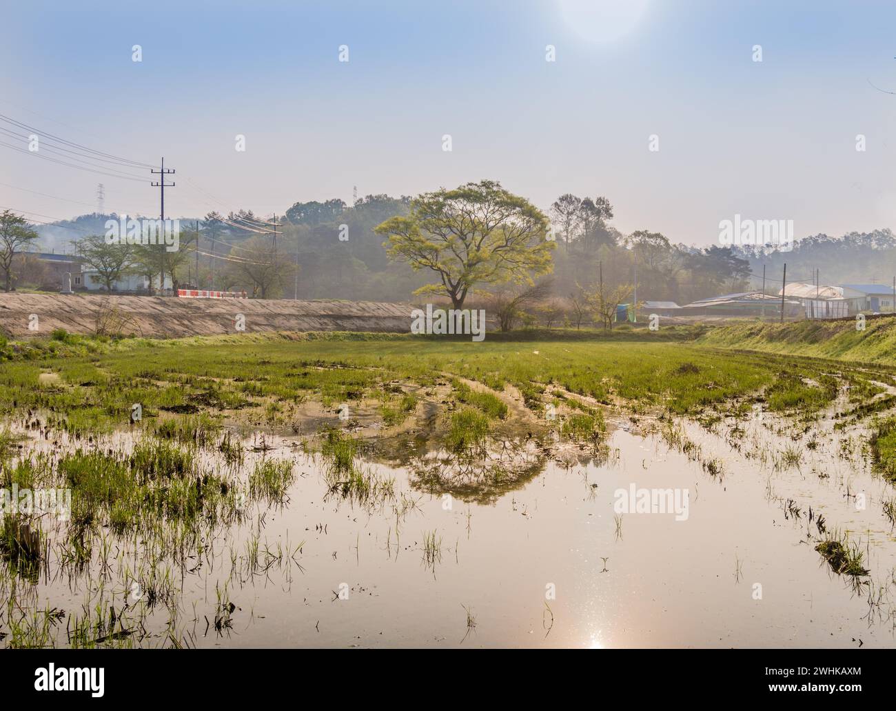 Grüne Reisprosse im Reisfeld überschwemmt mit Wasser unter der hellen Morgensonne Stockfoto