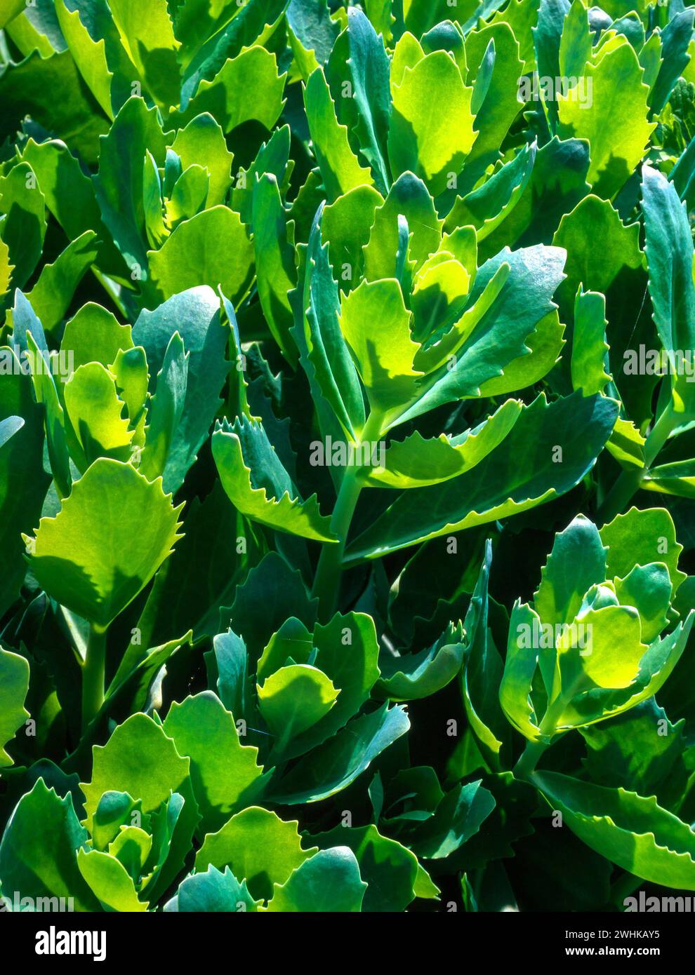 Hellgrüne saftige Blätter von Sedum Spectabile mit Hintergrundbeleuchtung „Brilliant“ (Hylotelephium spectabile „Brilliant“) Stockfoto