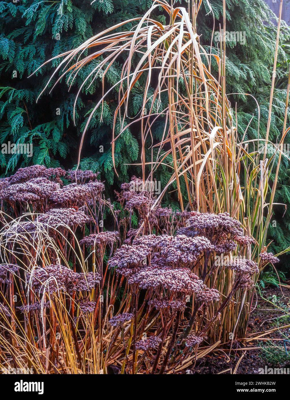 Wintergarten Laub von Sedum Spectabile „Autumn Joy“ und Miscanthus sinesis variegatus (japanisches Silbergras) mit Raureif, England, Vereinigtes Königreich Stockfoto