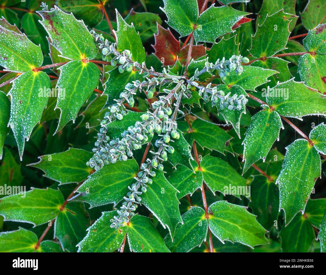 Hübsche grüne Mahonia-Blätter gesäumt von Raureif im Winter im englischen Garten, Großbritannien Stockfoto